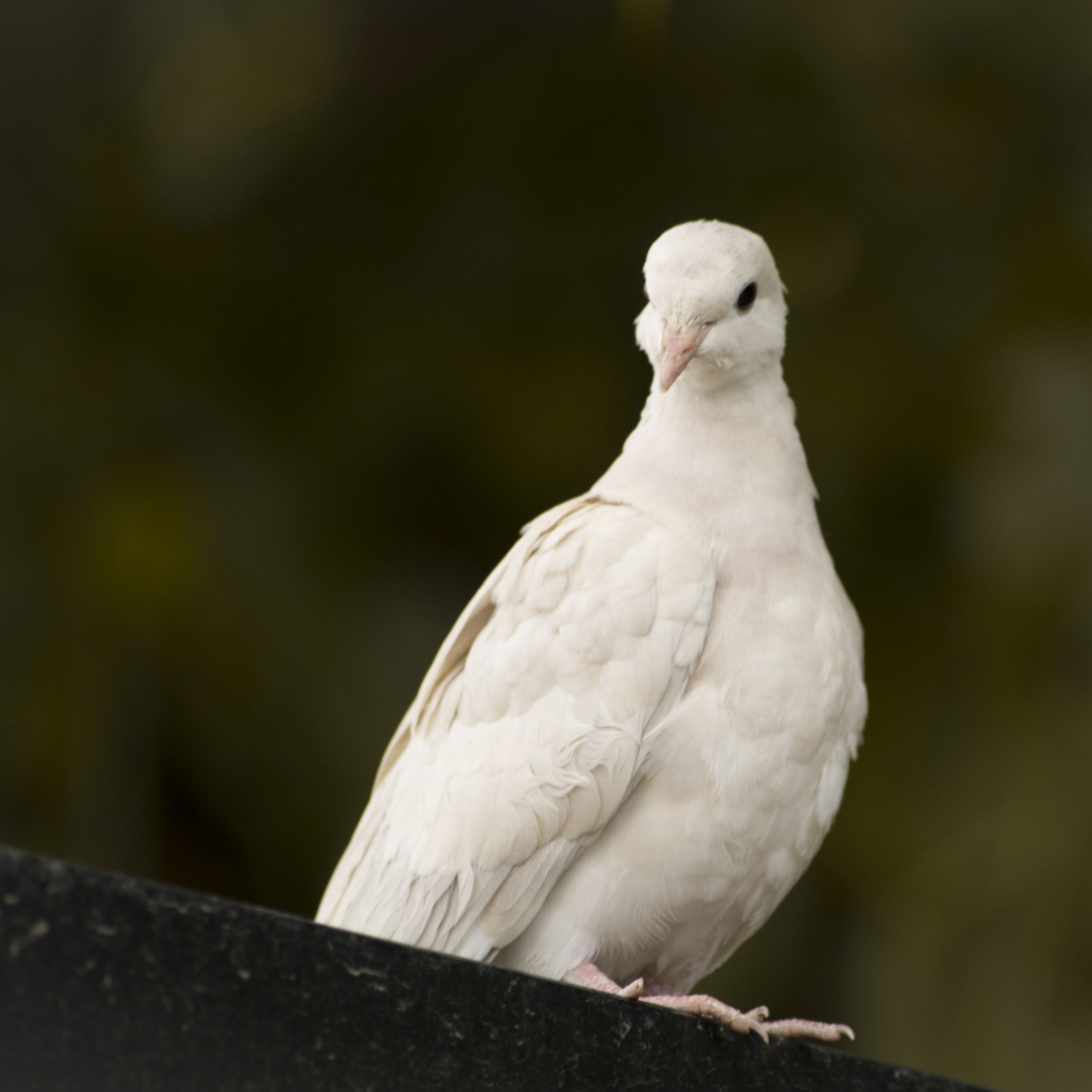 Tempo da Criação 2025: Paz com a Criação