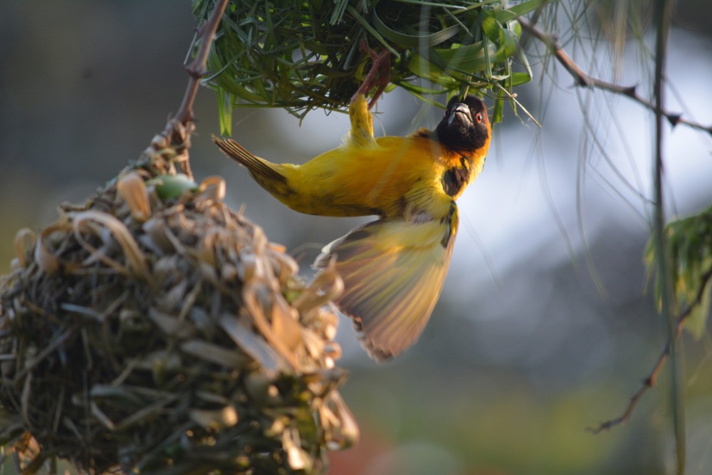Convidando os Animais para Entrar